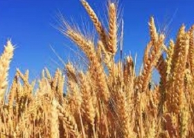 Cebada 2025/26 9 de cada 10 hectáreas muestran un estado óptimo y avanza la espigazón