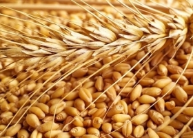 Trigo 2025/26 lluvias clave mejoran el cultivo y los rindes se acercan a niveles históricos