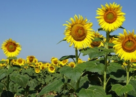 La siembra de girasol cubre un tercio del área proyectada buen estado del cultivo y primeras floraciones en el norte