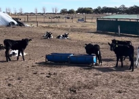 Ya se usa en EE.UU una revolucionaria técnica soluciona un problema histórico en las explotaciones lecheras argentinas