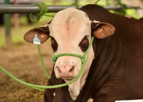 Algo impensado hace 15 años la raza bovina que salió a conquistar todos los rincones del país