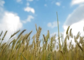 Trigo, maíz y soja, con un tablero de decisiones que se está volviendo complejo
