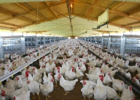 Las exportaciones de carne aviar crecieron 8% interanual en valor en los primeros 8 meses del año