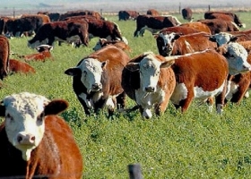 A tres meses del anuncio en la Rural, destacan que ya se entregaron 3.500 millones de pesos (2,5 millones en dólares) en créditos a valor novillo