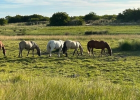 Caballos con la llegada de las lluvias y mosquitos, alertan por el riesgo de nuevos brotes de encefalomielitis equina en la Argentina