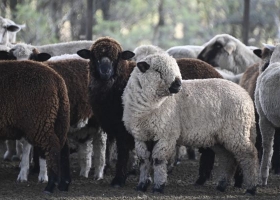 Exportaciones de carne ovina Europa marca récord y Chile reabre su mercado a la Patagonia