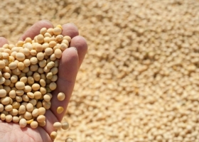 Retenciones 0 productores de soja captaron dos tercios del beneficio, según la Fundación Mediterránea