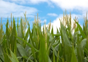 Siembra de maíz 2025 el exceso de lluvias frena los trabajos y reduce los planes de implantación temprana