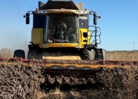 Qué impacto tuvo el régimen de suspensión temporaria de derechos de exportación en los precios del girasol