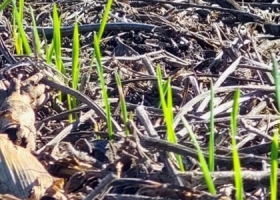 Un mapa preocupante sobre la probable dinámica comercial del trigo argentino 2025/26