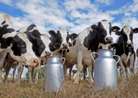 La producción y las exportaciones lácteas crecen, pero advierten que se requiere superar un desafío