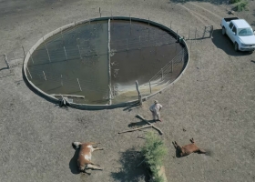 Perdió 317.000 vacas presentaron un relevamiento sobre un demoledor fenómeno climático en una provincia