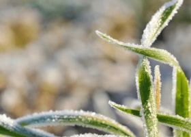 Alerta trigo y cebada. Se vienen heladas agronómicas en el sur de la zona pampeana argentina