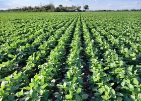 Soja 2025/26 arranca la siembra con mejores márgenes y altas expectativas, pero el clima y Brasil generan turbulencias