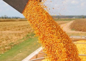 ¿A dónde va el maíz argentino? Asia concentra la mitad de las exportaciones y empuja la demanda mundial de carnes