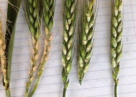 Tras el calor, vuelve el frío: se espera una nueva irrupción polar con riesgo de heladas en la zona pampeana