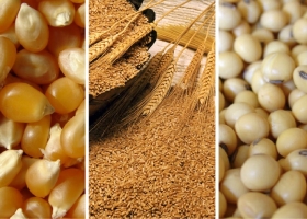 Entre pisos y techos el mercado de granos busca equilibrio entre acuerdos, heladas y cosechas récord