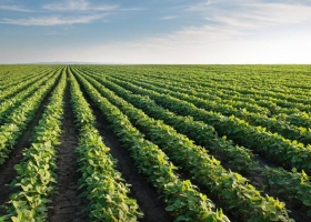 Córdoba avanza la siembra estival con retrasos y ajustes por falta de agua y bajas temperaturas