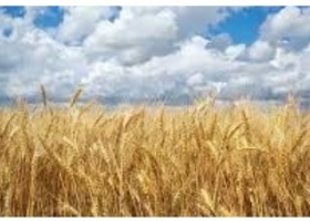 Atrasos críticos en la siembra de soja 1 millón de hectáreas pendientes y la ventana óptima a punto de cerrarse