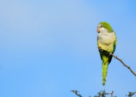 Enloquecidas con la soja palomas y cotorras arrasan cultivos y los productores hablan de un año “terrible”