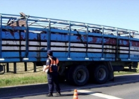 Los matarifes denunciaron un aumento de más del 120% en las guías de traslado de Cañuelas en lo que va del año, que podría trasladarse al precio de la carne