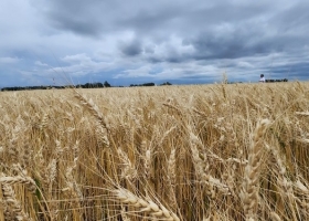 Calidad de trigo Datos del INTA muestran el daño provocado por la falta de un política agropecuaria
