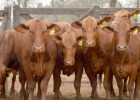 Ni las vacas se salvan de los impuestos: A días de dejar su banca, una legisladora kirchnerista busca gravar con una tasa ambiental las emisiones de metano de la ganadería