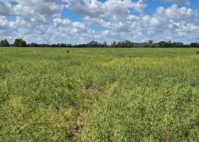 Combinación mortífera las dos variables que llevaron a la “debacle” a una joya de la exportación