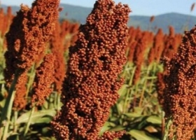 Sorgo 2025/26 la siembra avanza al 45,4% y supera el ritmo del año pasado por la buena humedad