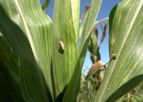 El maíz temprano superó la prueba de fuego. Confirman que el 90% del cultivo ya está a salvo de la chicharrita, pero lanzan advertencias para Corrientes y el norte
