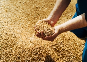 La cosecha de cebada avanza al 17,9% con rindes superiores a la campaña pasada pese a las demoras