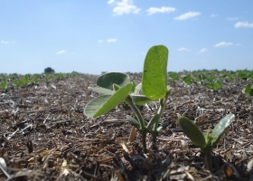 La siembra de soja acelera y ya cubre el 58,6% del área prevista el 97% presenta buen estado