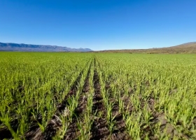 El más austral del mundo: lograron, con éxito, producir trigo cerca del glaciar Perito Moreno