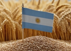 Trigo rematado. Argentina acaba de inaugurar una nueva categoría comercial en el mercado internacional de cereales