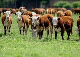 Situación dispar la ganadería cierra un gran año de precios, pero con la preocupación porque hay menos vacas