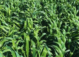 El Inta desarrolló una avena de mayor producción, sanidad y ciclo extendido