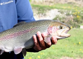 Abre paso al salmón. Tierra del Fuego aprobó una nueva ley de acuicultura y proyectan inversiones por hasta US$600 millones