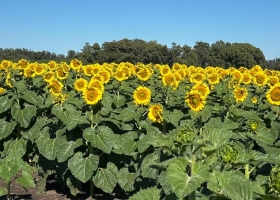 Se requieren nuevas lluvias para asegurar una buena cosecha de granos gruesos