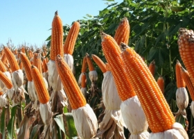 Maíz 2025/26 la cosecha temprana récord anticipa un colapso logístico y presiona los precios