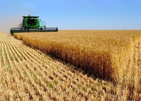 Trigo 2025/26 la campaña arranca con exportaciones récord y embarques históricos en diciembre