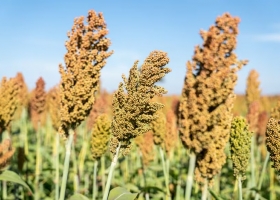 Sorpresa un cultivo argentino con un nuevo uso le ganó una batalla a Estados Unidos en China