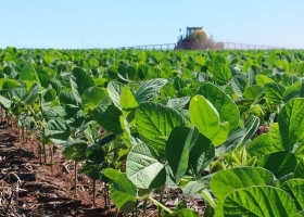 La campaña argentina de soja 2025/26 se destaca por la siembra de semillas con buen poder germinativo