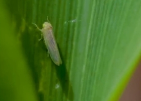 La chicharrita partida al medio. Mientras en la zona central del país no se registra la plaga, los expertos recomiendan extremar los monitoreos en NOA y NEA