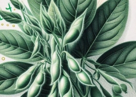 Las retenciones cambiarias se licuaron pero no desaparecieron. Cómo impactan en los precios de la soja.