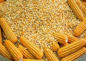 Lluvias decisivas para el maíz temprano la ola de calor afectó al 20 % de los lotes y crece la expectativa climática en la región núcleo