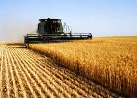 La cosecha de trigo entra en su etapa final: ya cubre el 98,5 % del área y el rinde nacional promedia 43,4 qq/ha