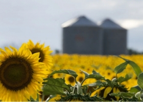 Comenzó la cosecha de girasol: avanza al 11,1 % y muestra rindes por encima del promedio, pero preocupa la falta de lluvias