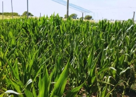 La siembra de maíz alcanza el 89,1 % del área nacional, con demoras interanuales y alertas por falta de lluvias