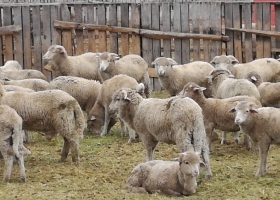 La oveja de refugo abre un nuevo nicho de exportación en Entre Ríos