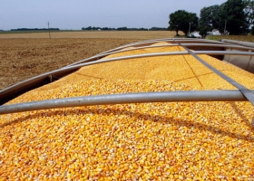 El maíz en Córdoba tiene buenos márgenes El maíz argentino mantiene precios por encima de los valores 